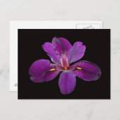 Louisiana Gamecock Iris Flower Postcard (Front/Back)
