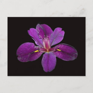 Louisiana Gamecock Iris Flower Postcard