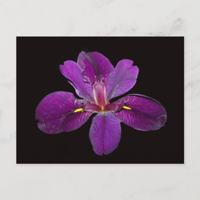 Louisiana Gamecock Iris Flower Postcard (Front)