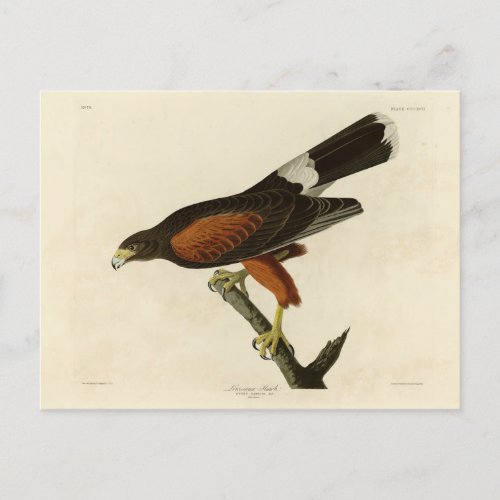 Louisiana Harriss Hawk Audubon Birds of America Postcard