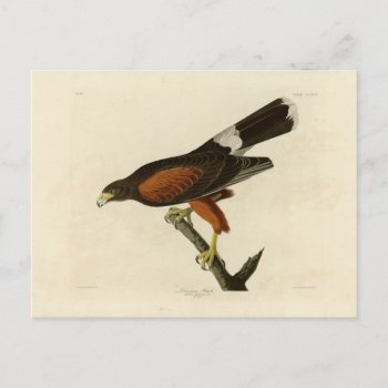 Louisiana Hawk Postcard by birdpictures at Zazzle