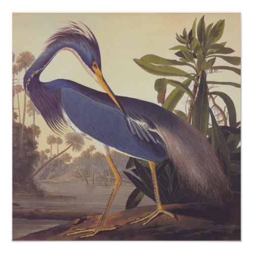 Louisiana Heron Audubon Vintage Art Bookplate Poster