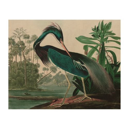 Louisiana Heron Birds of America Audubon Print