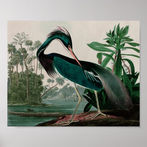 Louisiana Heron Birds of America Audubon Print