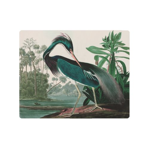 Louisiana Heron Birds of America Audubon Print