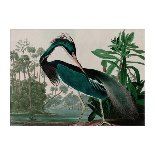 Louisiana Heron Birds of America Audubon Print Acrylic Print