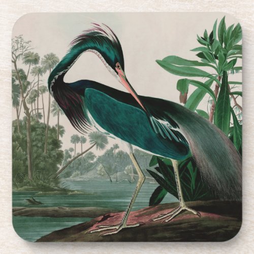 Louisiana Heron Birds of America Audubon Print Beverage Coaster