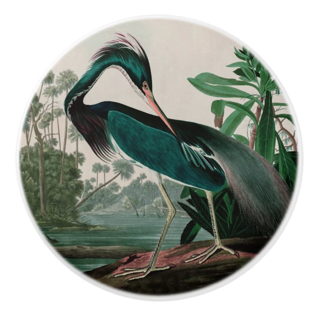 Louisiana Heron Birds of America Audubon Print Ceramic Knob (Front)