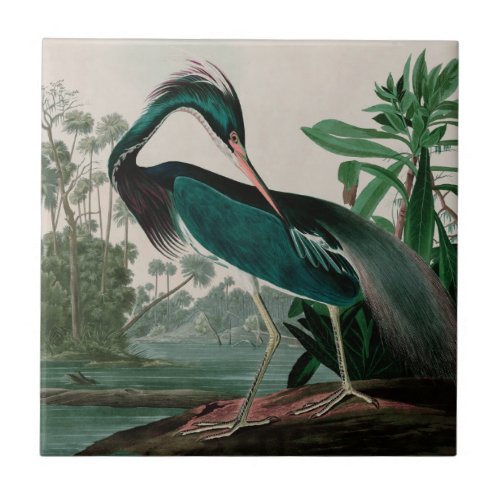Louisiana Heron Birds of America Audubon Print Ceramic Tile