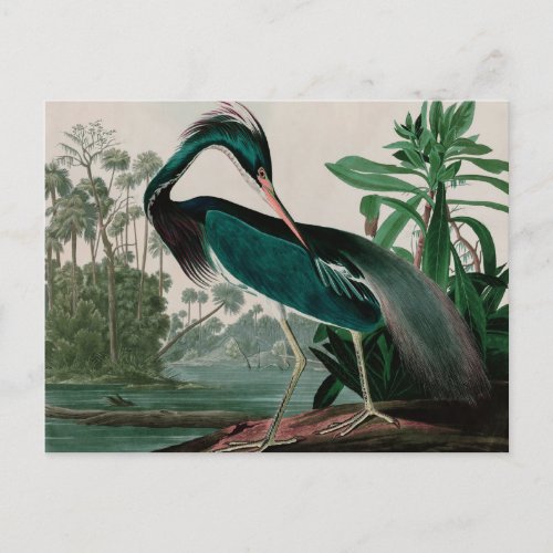 Louisiana Heron Birds of America Audubon Print Holiday Postcard