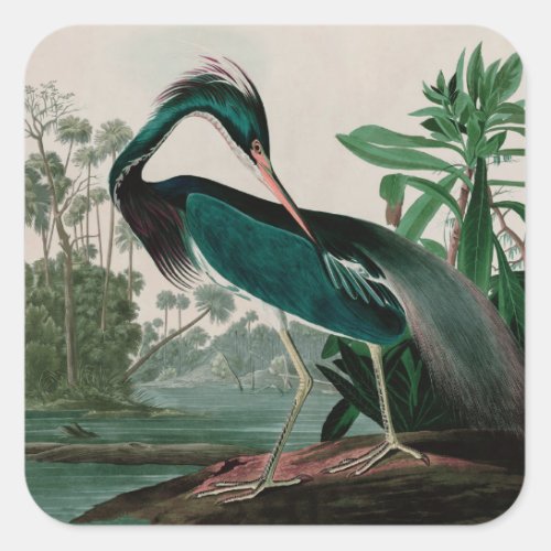 Louisiana Heron Birds of America Audubon Print Square Sticker