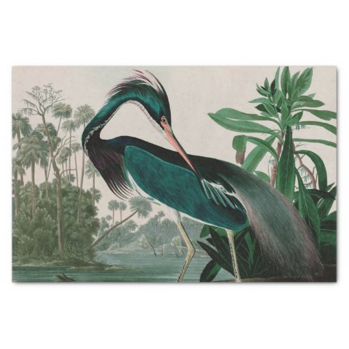 Louisiana Heron Birds of America Audubon Print Tissue Paper