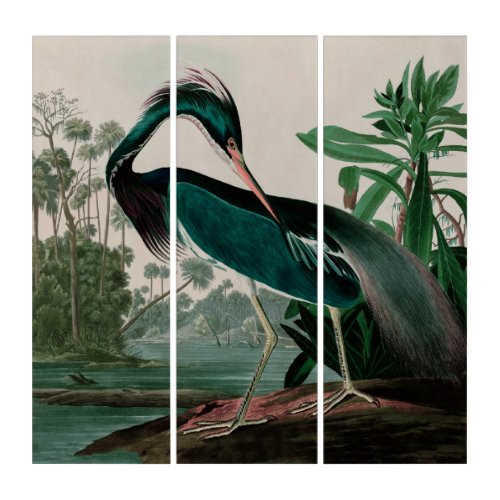 Louisiana Heron Birds of America Audubon Print Triptych