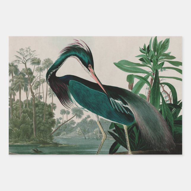 Louisiana Heron Birds of America Audubon Print Wrapping Paper Sheets (Front)