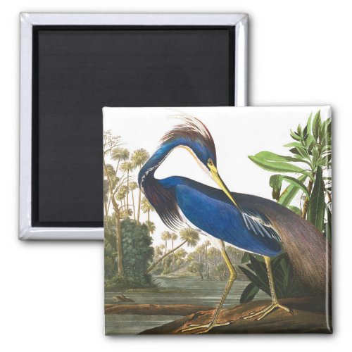 Louisiana Heron by John James Audubon Magnet