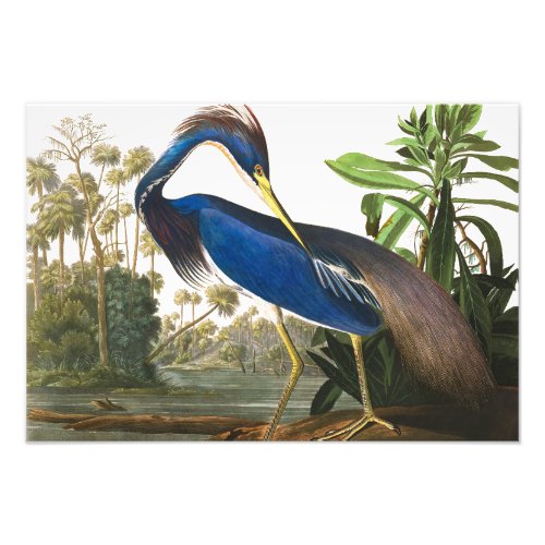 Louisiana Heron by John James Audubon Photo Print