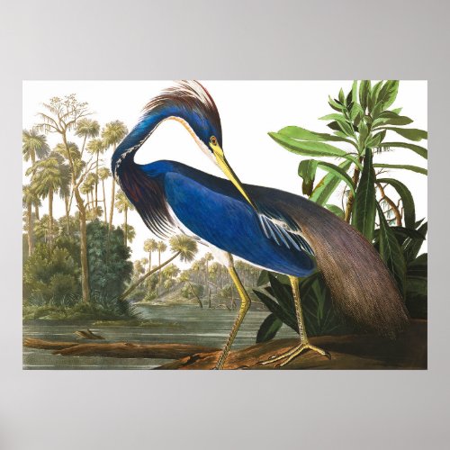 Louisiana Heron by John James Audubon Poster