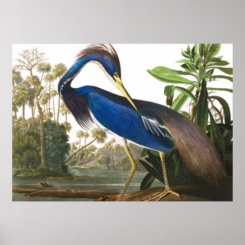 Louisiana Heron by John James Audubon Poster