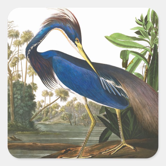 Louisiana Heron by John James Audubon Square Sticker (Front)