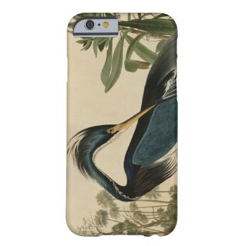 Louisiana Heron Barely There Iphone 6 Case by birdpictures at Zazzle
