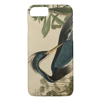 Louisiana Heron Iphone 8/7 Case by birdpictures at Zazzle