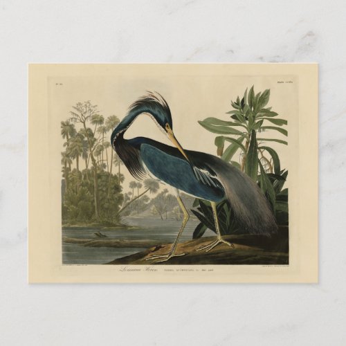 Louisiana Heron _ from Audubons Birds of America Postcard