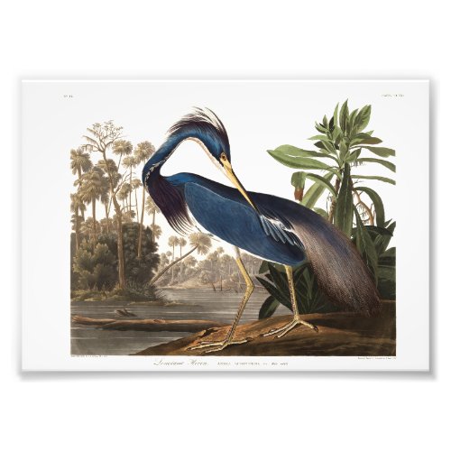 Louisiana Heron from Birds of America 1827 Photo Print