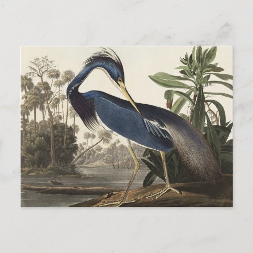 Louisiana Heron from Birds of America Postcard