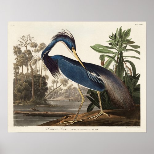 Louisiana Heron from Birds of America Poster