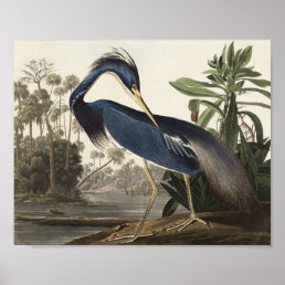 Louisiana Heron from Birds of America Poster