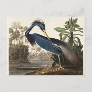 Louisiana Heron John Audubon Postcard