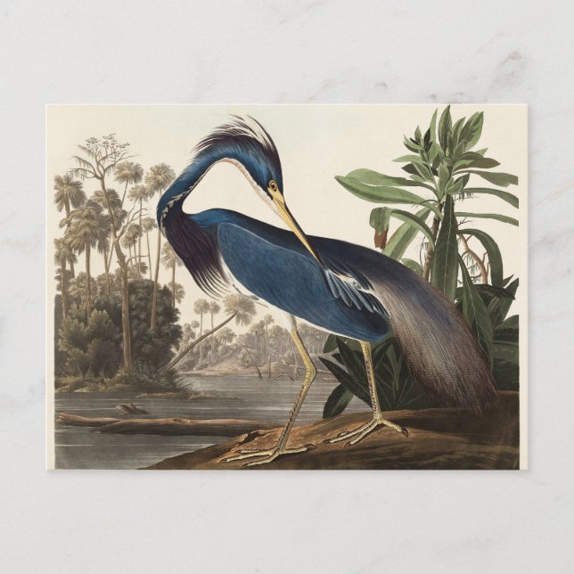 Louisiana Heron John Audubon Postcard (Front)