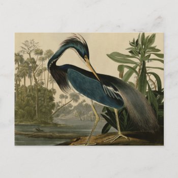 Louisiana Heron Postcard by birdpictures at Zazzle