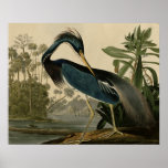 Louisiana Heron Poster at Zazzle