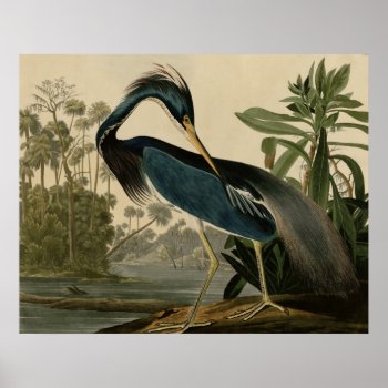 Louisiana Heron Poster by birdpictures at Zazzle