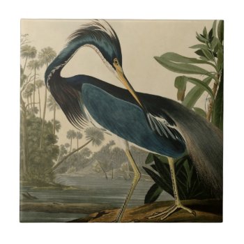 Louisiana Heron Tile by birdpictures at Zazzle