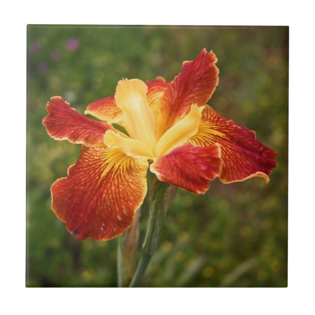 Louisiana Iris "Cajun Sunrise" Ceramic Tile (Front)