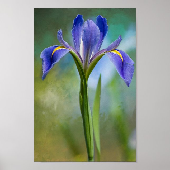 Louisiana Iris Poster (Front)