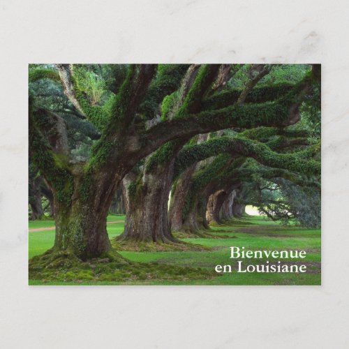 LOUISIANA LIVE OAK TREES POSTCARD