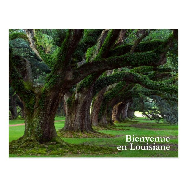 LOUISIANA LIVE OAK TREES POSTCARD Zazzle Com   Louisiana Live Oak Trees Postcard R94291b780e00490e931441c1b576dc13 Vgbaq 8byvr 630 