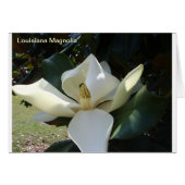 Louisiana Magnolia (Front Horizontal)