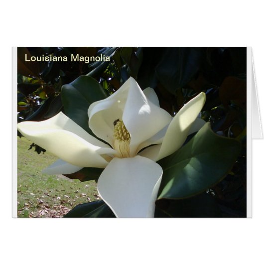 Louisiana Magnolia Cards (Front Horizontal)