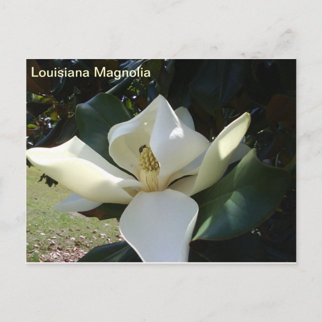 Louisiana Magnolia Postcard (Front)