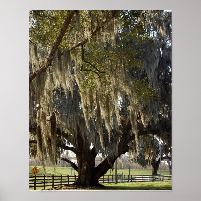 Louisiana Oak [Art Print] Poster (Front)