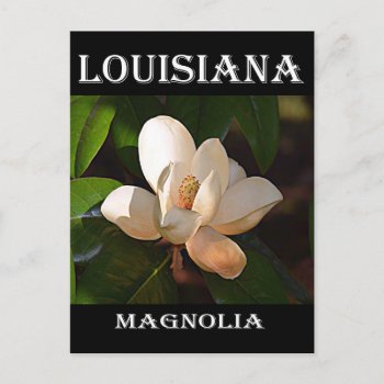 Louisiana Southern Magnolia Postcard by AmSymbols at Zazzle