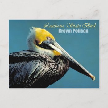 Louisiana State Bird - Brown Pelican Postcard by HTMimages at Zazzle