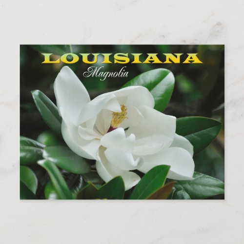 Louisiana State Flower Magnolia Postcard