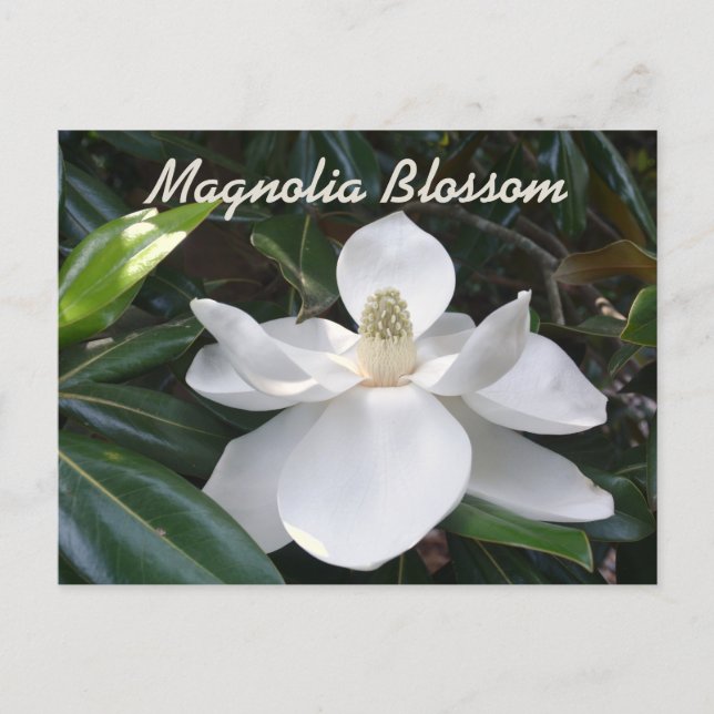 Louisiana State Flower White Magnolia Photographic Postcard (Front)