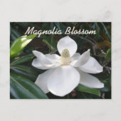 Louisiana State Flower White Magnolia Photographic Postcard (Front)