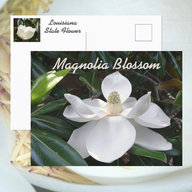 Louisiana State Flower White Magnolia Photographic Postcard